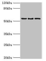 ARFGAP3 Antibody in Western Blot (WB)