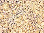 PDZRN3 Antibody in Immunohistochemistry (Paraffin) (IHC (P))