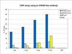 H3K9acK14ac Antibody in ChIP Assay (ChIP)