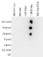 H3K9acK14ac Antibody in Peptide array (ARRAY)