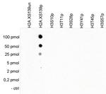 Phospho-Histone H2A.X (Ser139) Antibody in Dot Blot (DB)