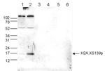 Phospho-Histone H2A.X (Ser139) Antibody in Western Blot (WB)