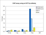 Phospho-Histone H3 (Thr11) Antibody in ChIP Assay (ChIP)