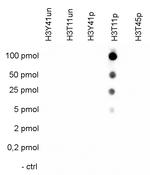 Phospho-Histone H3 (Thr11) Antibody in Dot Blot (DB)