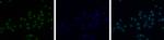 Phospho-Histone H3 (Thr11) Antibody in Immunocytochemistry (ICC/IF)