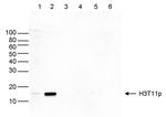 Phospho-Histone H3 (Thr11) Antibody in Western Blot (WB)