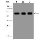 AARSD1 Polyclonal Antibody