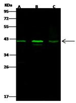 Alpha-Smooth Muscle Actin Antibody in Western Blot (WB)