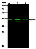 Alpha-Smooth Muscle Actin Antibody in Western Blot (WB)