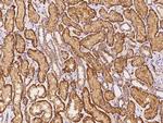 alpha Adducin Antibody in Immunohistochemistry (Paraffin) (IHC (P))