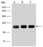 AFAP1L2 Antibody in Western Blot (WB)