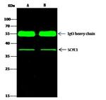 EMAP II Antibody in Immunoprecipitation (IP)