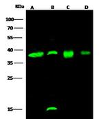 EMAP II Antibody in Western Blot (WB)