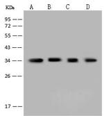 AKR1B1 Antibody in Western Blot (WB)