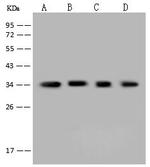 AKR1B1 Polyclonal Antibody