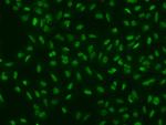 ALKBH5 Antibody in Immunocytochemistry (ICC/IF)