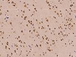 ALKBH5 Antibody in Immunohistochemistry (Paraffin) (IHC (P))