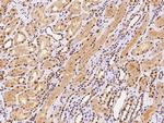 ALKBH5 Antibody in Immunohistochemistry (Paraffin) (IHC (P))
