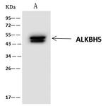 ALKBH5 Antibody in Immunoprecipitation (IP)