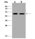 ALKBH5 Antibody in Western Blot (WB)