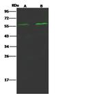Angiopoietin 2 Antibody in Western Blot (WB)
