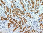 CD13 Polyclonal Antibody