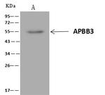 APBB3 Antibody in Immunoprecipitation (IP)