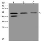 APBB3 Polyclonal Antibody