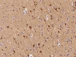 Apolipoprotein L2 Antibody in Immunohistochemistry (Paraffin) (IHC (P))