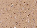 Apolipoprotein L2 Antibody in Immunohistochemistry (Paraffin) (IHC (P))