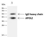 Apolipoprotein L2 Antibody in Immunoprecipitation (IP)