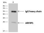 ARFRP1 Antibody in Immunoprecipitation (IP)