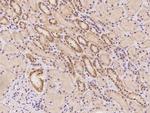 ARHGAP19 Polyclonal Antibody