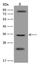 ARHGAP19 Antibody in Western Blot (WB)