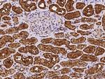 ASL Polyclonal Antibody