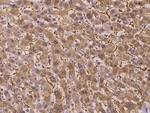 ASS1 Antibody in Immunohistochemistry (Paraffin) (IHC (P))