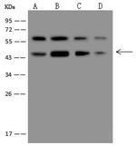 ASS1 Antibody in Western Blot (WB)