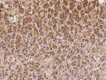 ATIC Polyclonal Antibody