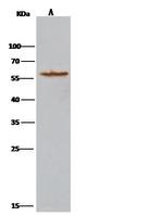 ATL3 Antibody in Immunoprecipitation (IP)