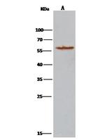 ATL3 Antibody in Immunoprecipitation (IP)