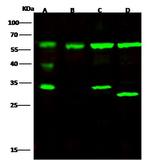 ATL3 Antibody in Western Blot (WB)