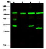 ATL3 Polyclonal Antibody