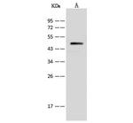 V-ATPase C1 Polyclonal Antibody