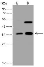 ATP6V1D Antibody in Western Blot (WB)