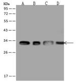 ATP6V1E1 Antibody in Western Blot (WB)