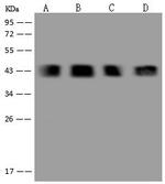 AUP1 Antibody in Western Blot (WB)