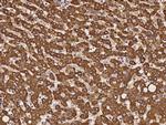 BEND3 Polyclonal Antibody