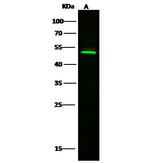 BLMH Polyclonal Antibody