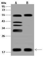 BUD31 Polyclonal Antibody