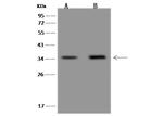 C12orf29 Antibody in Western Blot (WB)